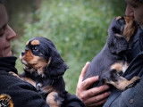 Deux chiots Cavaliers King Charles LOF à acheter