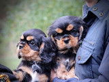 Deux chiots Cavaliers King Charles LOF à acheter