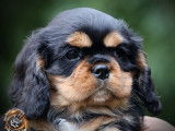 Deux chiots Cavaliers King Charles LOF à acheter