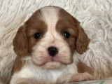5 chiots Cavaliers King Charles LOF &agrave; r&eacute;server