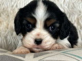 5 chiots Cavaliers King Charles LOF &agrave; r&eacute;server