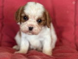 5 chiots Cavaliers King Charles LOF &agrave; r&eacute;server