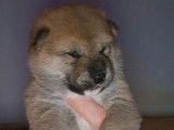 À réserver : 4 chiots Shiba Inus LOF, d’octobre 2023