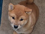 À réserver : 4 chiots Shiba Inus LOF, d’octobre 2023