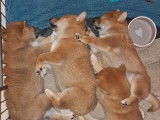 À réserver : 4 chiots Shiba Inus LOF, d’octobre 2023