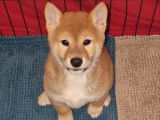 À réserver : 4 chiots Shiba Inus LOF, d’octobre 2023