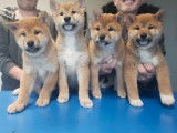 À réserver : 4 chiots Shiba Inus LOF, d’octobre 2023