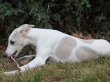 Un chiot mâle Whippet LOF, de mai 2023, à vendre