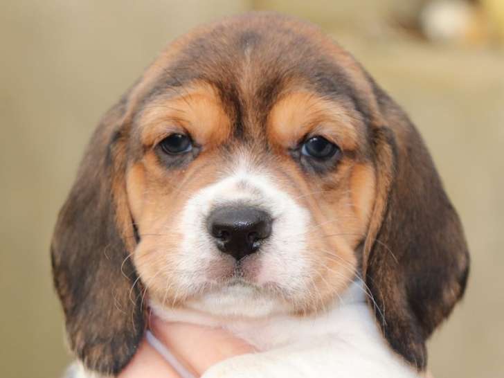 4 chiots Beagles LOF, de novembre 2023, à réserver
