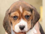 4 chiots Beagles LOF, de novembre 2023, &agrave; r&eacute;server