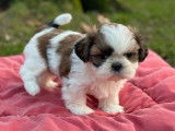 &Agrave; r&eacute;server : 7 chiots Shih Tzu LOF, d&rsquo;octobre 2023