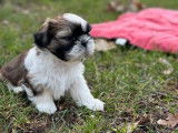 &Agrave; r&eacute;server : 7 chiots Shih Tzu LOF, d&rsquo;octobre 2023