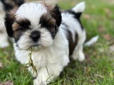 &Agrave; r&eacute;server : 7 chiots Shih Tzu LOF, d&rsquo;octobre 2023