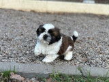 &Agrave; r&eacute;server : 7 chiots Shih Tzu LOF, d&rsquo;octobre 2023