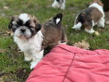 &Agrave; r&eacute;server : 7 chiots Shih Tzu LOF, d&rsquo;octobre 2023