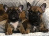 À vendre : 4 chiots Bouledogues Français LOF, d’octobre 2023