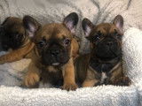 À vendre : 4 chiots Bouledogues Français LOF, d’octobre 2023