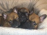 À vendre : 4 chiots Bouledogues Français LOF, d’octobre 2023