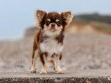 Deux chiots Chihuahuas LOF mâles à réserver