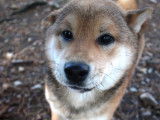 Chiot femelle Shiba Inu LOF fauve à vendre