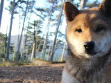 Chiot femelle Shiba Inu LOF fauve à vendre