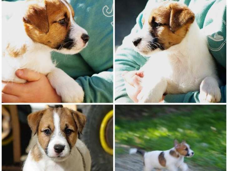 Chiot Jack Russell Terrier mâle LOF tricolore disponible à la vente