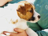 Chiot Jack Russell Terrier mâle LOF tricolore disponible à la vente