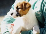 Chiot Jack Russell Terrier mâle LOF tricolore disponible à la vente