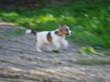 Chiot Jack Russell Terrier mâle LOF tricolore disponible à la vente