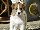 Chiot Jack Russell Terrier mâle LOF tricolore disponible à la vente