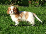 Chiot mâle Cavalier King Charles non LOF blenheim disponible à la vente
