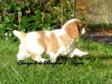 Chiot mâle Cavalier King Charles non LOF blenheim disponible à la vente