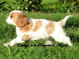 Chiot mâle Cavalier King Charles non LOF blenheim disponible à la vente
