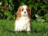 Chiot mâle Cavalier King Charles non LOF blenheim disponible à la vente