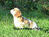 Chiot mâle Cavalier King Charles non LOF blenheim disponible à la vente