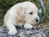10 chiots Golden Retrievers LOF à réserver