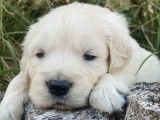 10 chiots Golden Retrievers LOF à réserver