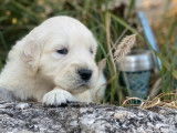 10 chiots Golden Retrievers LOF à réserver