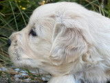 10 chiots Golden Retrievers LOF à réserver