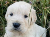 10 chiots Golden Retrievers LOF à réserver