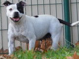 Chienne Staffie LOF noir et blanc de 6 ans à vendre
