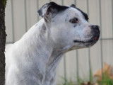 Chienne Staffie LOF noir et blanc de 6 ans à vendre