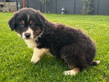 Chiot Berger Australien mâle tricolore disponible à la vente