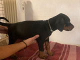 4 chiots Doberman LOF noir et feu à vendre