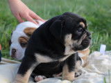 Chiot Olde English Bulldogge à vendre