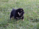 Chiot Olde English Bulldogge à vendre