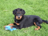 Robustes chiots Beauceron pedigree LOSH disponibles en janvier 2024 : Quatre femelles et un mâle