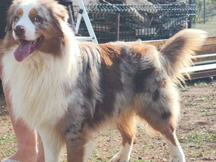 Un chien adulte Berger Australien LOF disponible pour une saillie