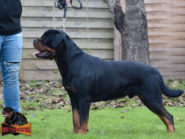 À vendre : un chien adulte Rottweilers LOF de 2 ans