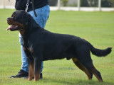 À vendre : un chien adulte Rottweilers LOF de 2 ans